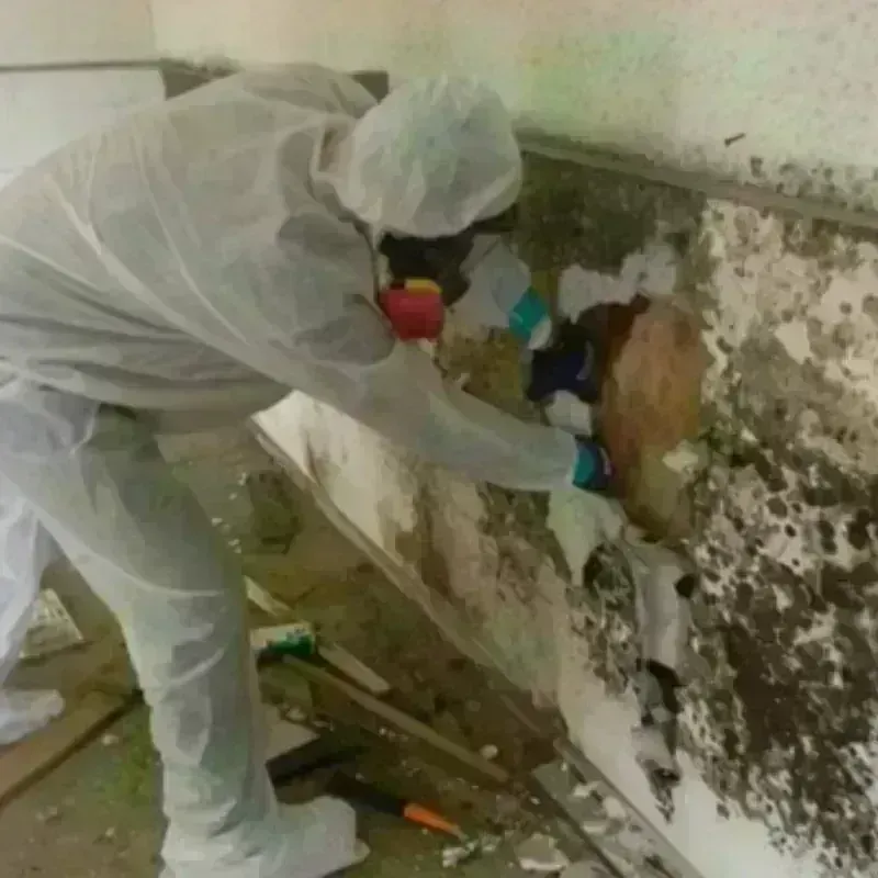 Mold Remediation and Removal in Wichita County, KS